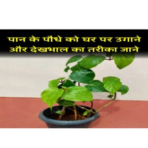पान (Betel): एंटीसेप्टिक 50 गुणों वाला पौधा,ऐसे करें देखभाल!