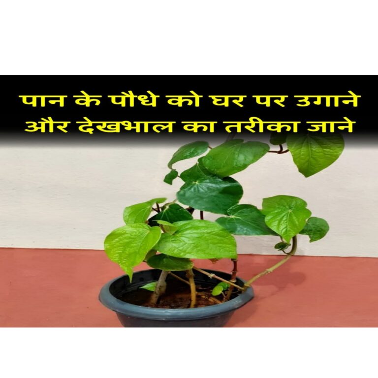 पान (Betel): एंटीसेप्टिक 50 गुणों वाला पौधा,ऐसे करें देखभाल!