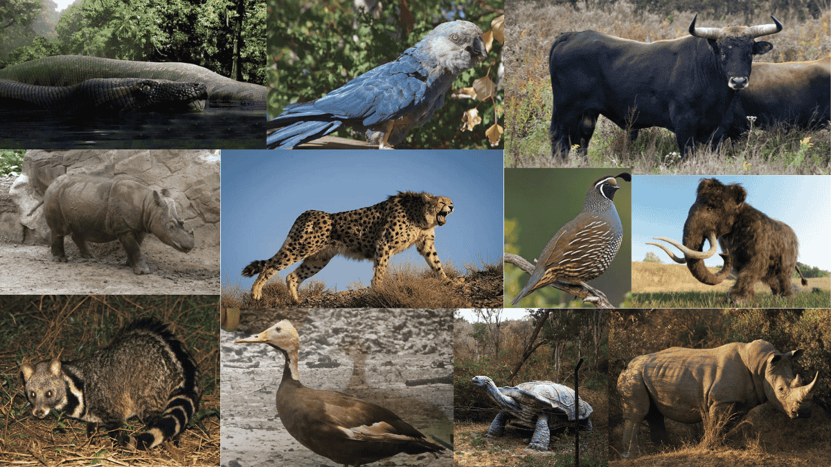 भारत के वे 10 जानवर जो अब नहीं रहे, जाने सम्पूर्ण जानकारी