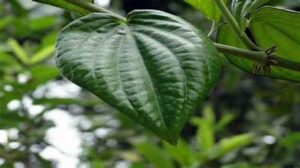 पान (Betel): एंटीसेप्टिक 50 गुणों वाला पौधा,ऐसे करें देखभाल!