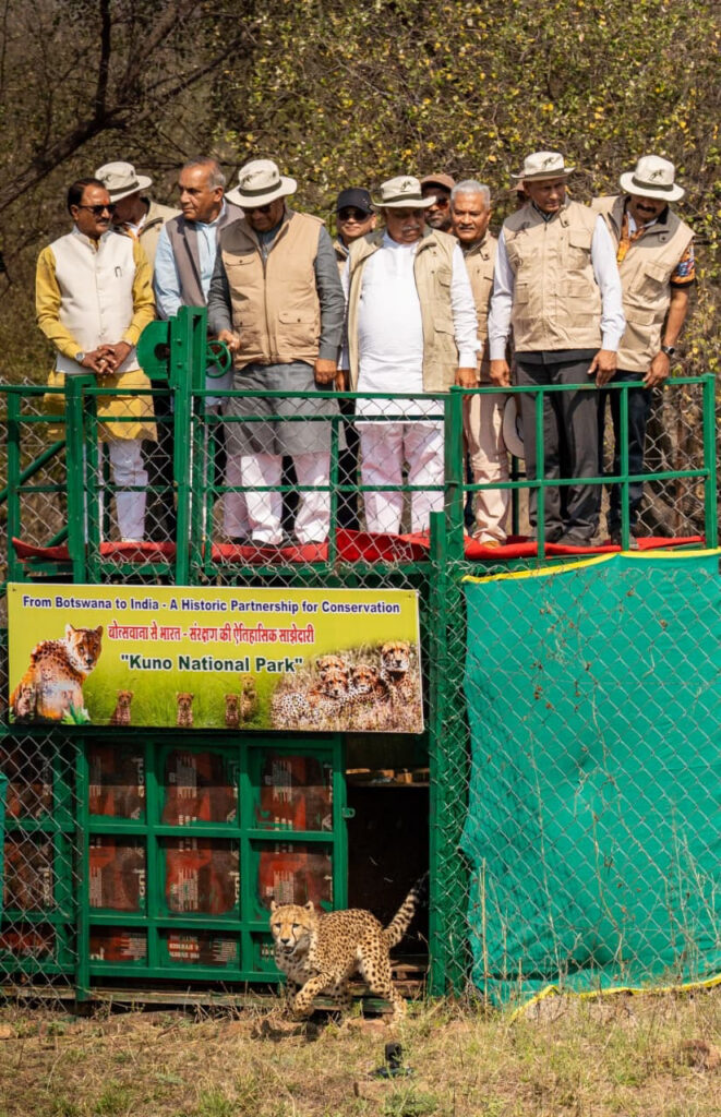 चीता पुनर्बसाहट 9 चीते: ऐतिहासिक सफलता कूनो पार्क में