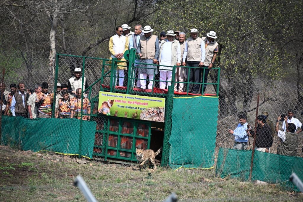 चीता पुनर्बसाहट 9 चीते: ऐतिहासिक सफलता कूनो पार्क में