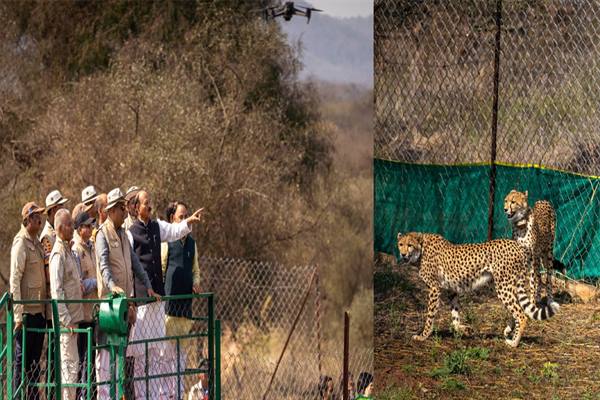 चीता पुनर्बसाहट 9 चीते: ऐतिहासिक सफलता कूनो पार्क में