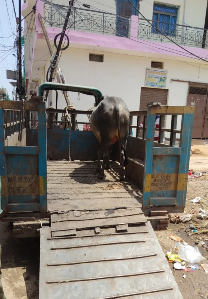 ग्वालियर में अतिक्रमण हटाने व आवारा पशु पकड़ने की संयुक्त कार्यवाही